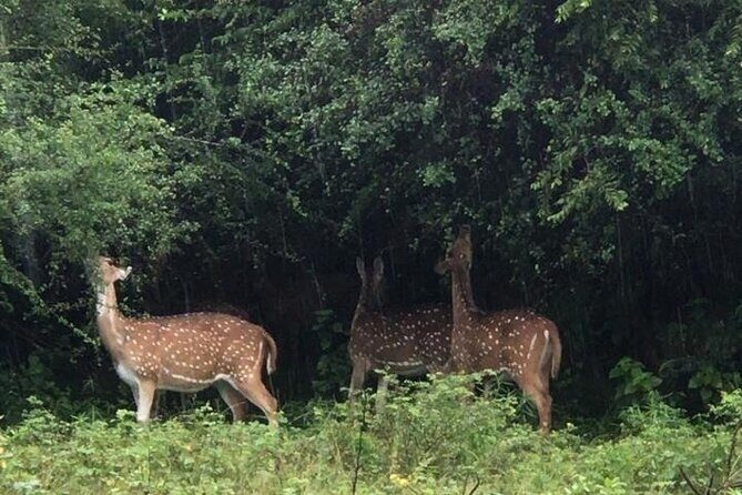 Udawalawe National Park Private Safari Tour - Why Udawalawe is the elephant place to go in Sri Lanka