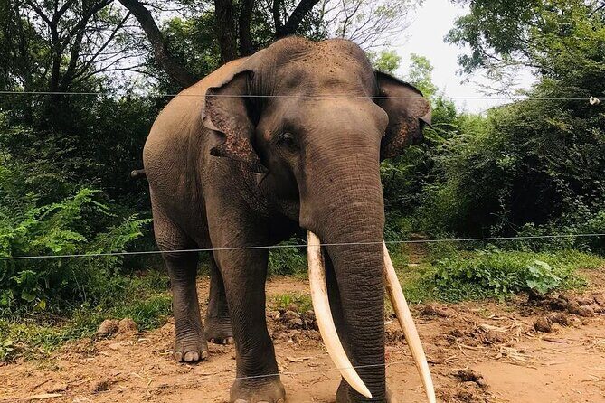 Udawalawe National Park Private Safari Tour - What you can realistically spot besides elephants