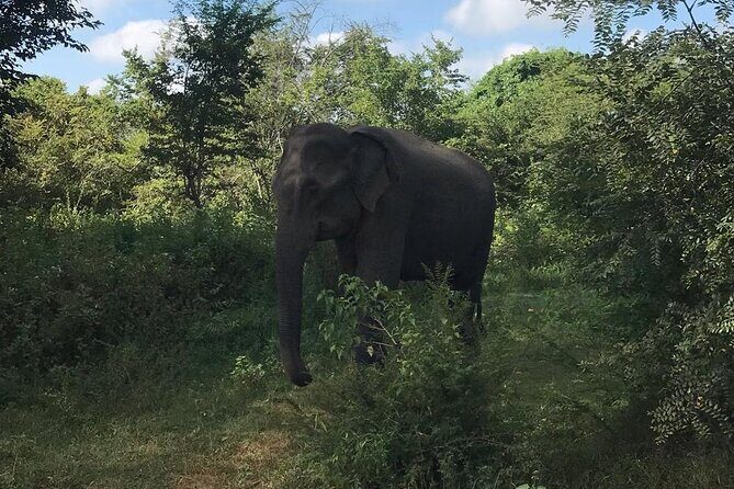 Udawalawe National Park Private Safari Tour - The guide makes the difference: Thilanka and the art of tracking