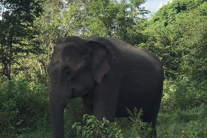 Udawalawe National Park Private Safari Tour - Comfort details that help during a 4-hour ride