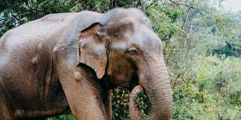 Udawalawe National Park Safari and Elephant Transit Home - Should You Book This Udawalawe Safari and Elephant Transit Home Tour?