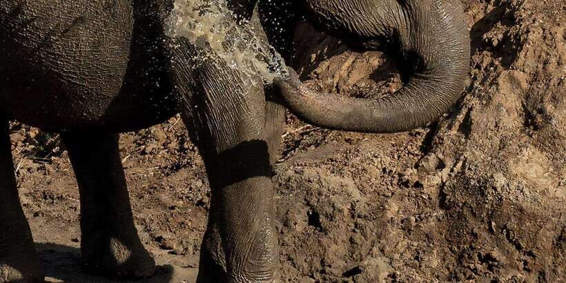 Udawalawe National Park Safari and Elephant Transit Home - The Private 4x4 Safari Jeep: Why This Format Feels Better