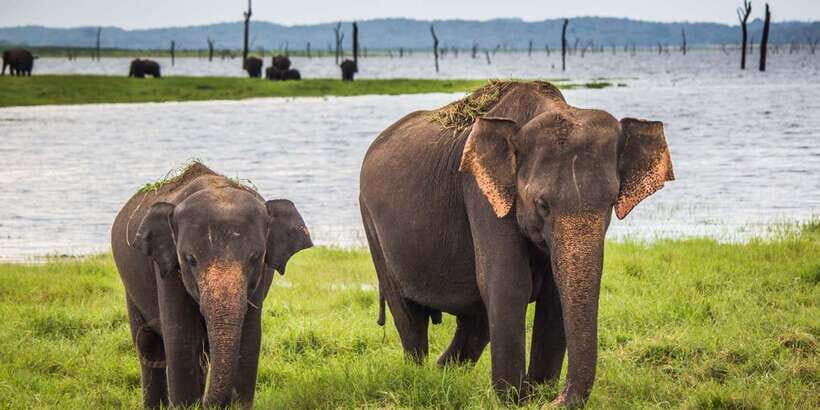 Udawalawe: National Park Safari & Elephant Transit Home Tour - Wildlife viewing tips that will make your safari better