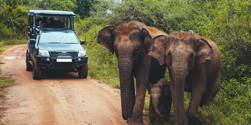 Udawalawe: National Park Safari & Elephant Transit Home Tour - What the total 4 hours feels like on the ground