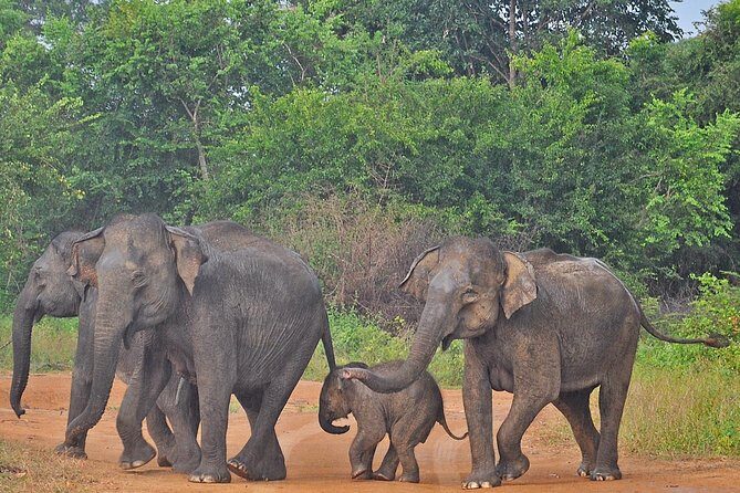 Udawalawe National Park Safari from Bentota - Price and value: is $137 a fair deal?