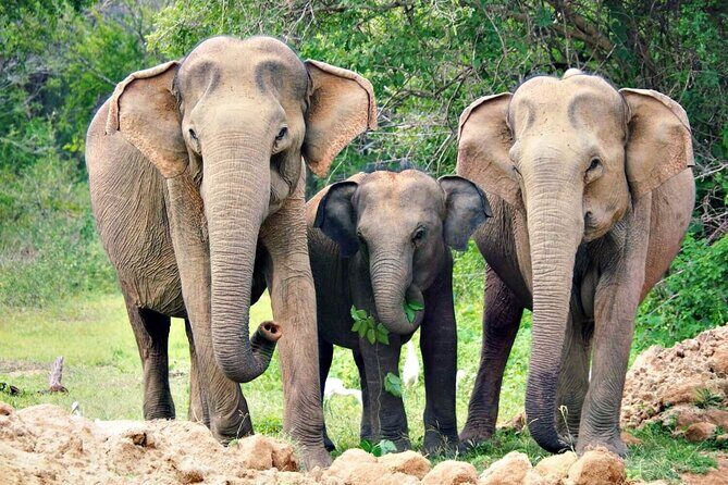 Udawalawe National Park Safari | From Hambantota Port - Wildlife You Can Expect: Elephants, Sloth Bears, Leopards, and Crocodiles