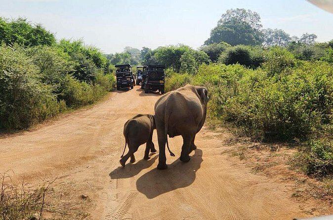 Udawalawe National Park Safari | From Hambantota Port - Price and Value: Is $75 Per Person a Good Deal?