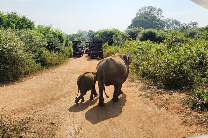 Udawalawe National Park Safari | From Hambantota Port - Tips to Get Better Sightings on Safari (Small Things That Matter)