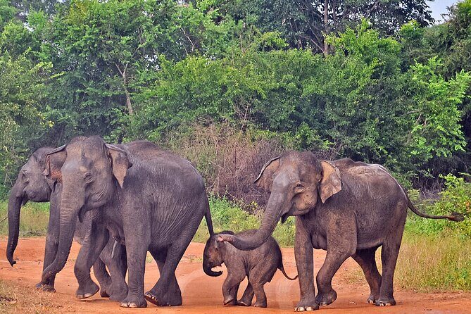 Udawalawe National Park Safari from Unawatuna - Photo and comfort tips for a jeep day