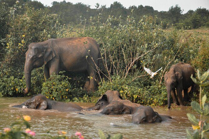 Udawalawe National Park Safari from Unawatuna - Price and value: is $107 per person a fair deal?