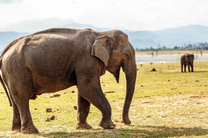 Udawalawe National Park Safari from Unawatuna - What’s included, what’s extra, and what to pack