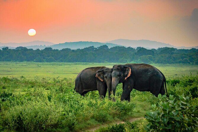 Udawalawe National Park Safari from Weligama - Price check: is $92 from Weligama good value?