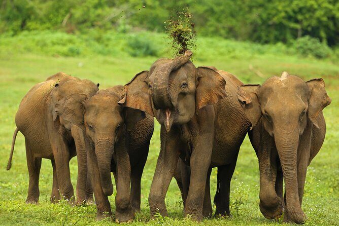 Udawalawe National Park Safari from Weligama - Who this safari fits best in your Sri Lanka trip