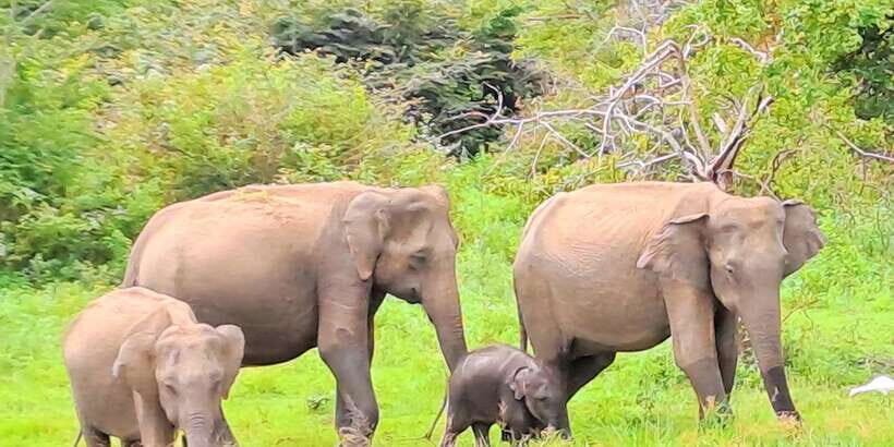 Udawalawe National Park Safari Tour - Key Things You’ll Notice On This Udawalawe Safari