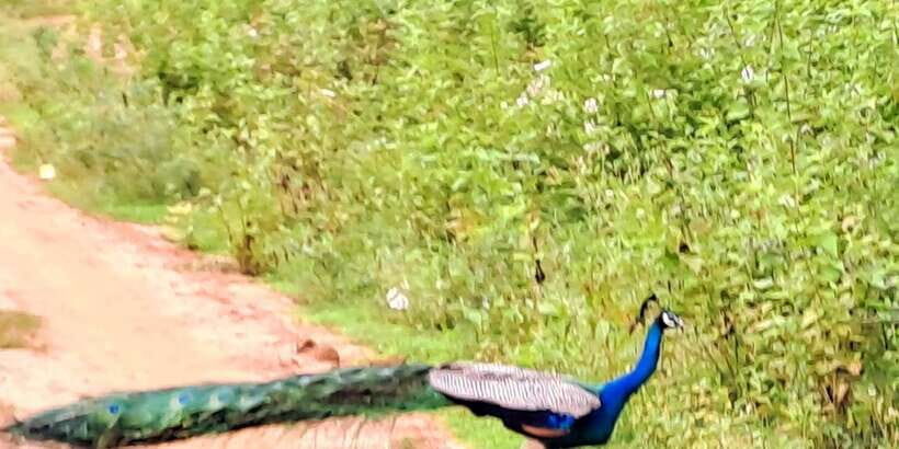 Udawalawe National Park Safari Tour - Who this Udawalawe safari is perfect for