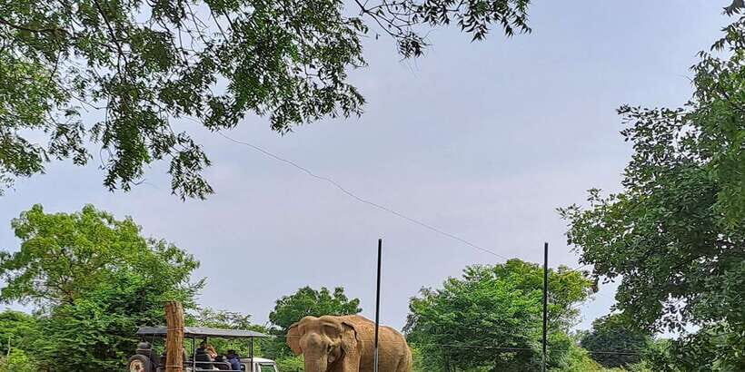 Udawalawe National Park Safari Tour - Udawalawe National Park: Elephants, Water Buffalo, and 200+ Bird Species
