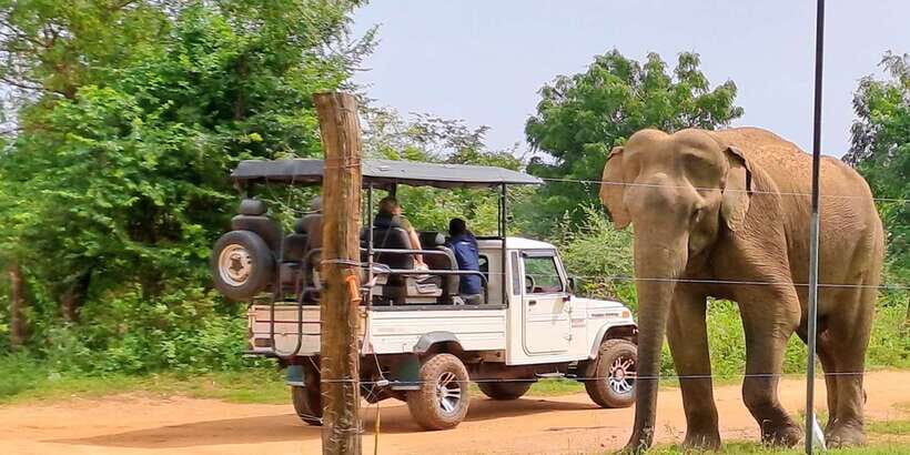 Udawalawe National Park Safari Tour - Guides Like Sandaruwan: Friendly Explanations That Actually Help