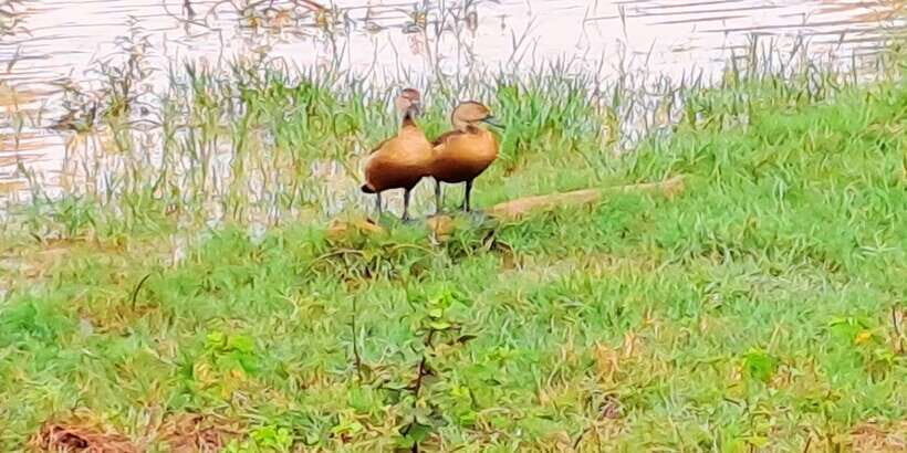Udawalawe National Park Safari Tour - Practical Comfort Notes (So You Enjoy the Safari, Not Wrestle With It)