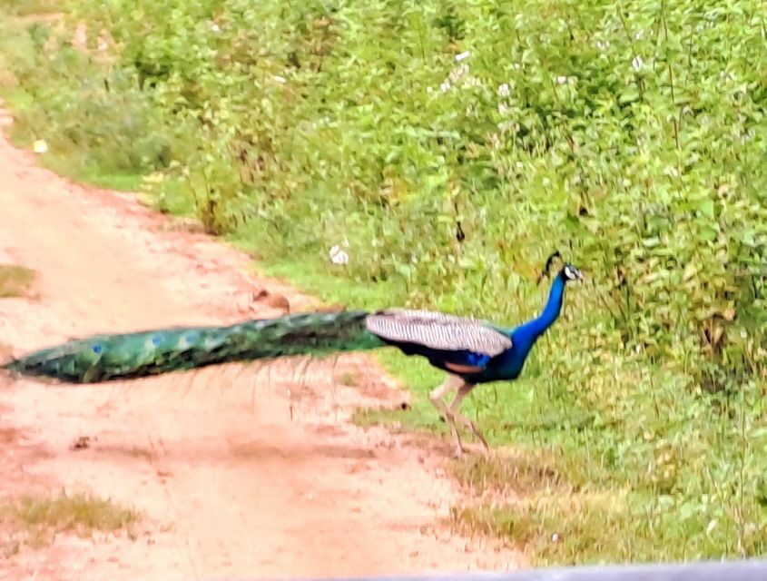 Udawalawe National Park Safari Tour - When This Safari Is a Great Fit (And When It Might Not Be)