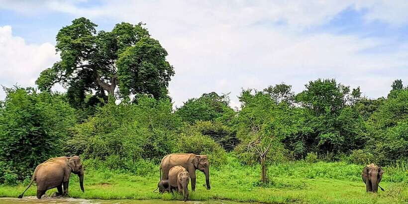 Udawalawe National Park Safari Tour - Tips to make the most of your elephant sightings