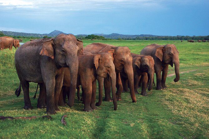 Udawalawe National Park Safari trip from Galle/Mirissa/Ella - Key highlights at a glance