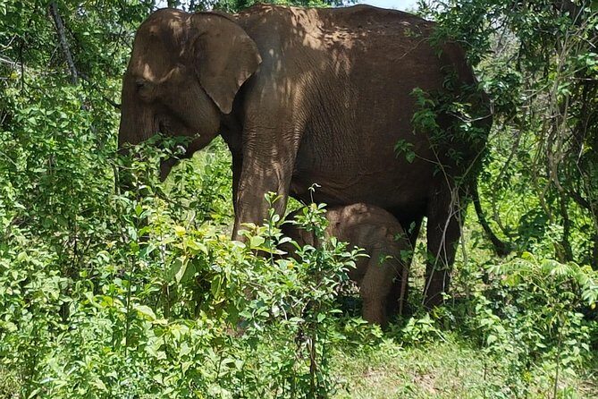 Udawalawe National Park Safari trip from Galle/Mirissa/Ella - Timing the day: from early entry to Galle around 6pm