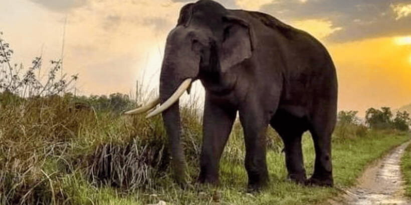 Udawalawe National Park: Safari with Experienced Driver - Key Highlights to Watch For