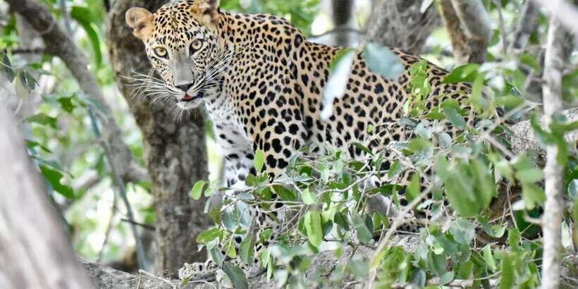Udawalawe National Park: Safari with Experienced Driver - Udawalawe Safari Value: What Your $20 Actually Buys