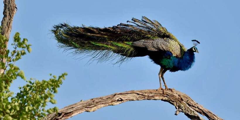 Udawalawe National Park: Safari with Experienced Driver - When to Go: Morning Cool vs Evening Calm