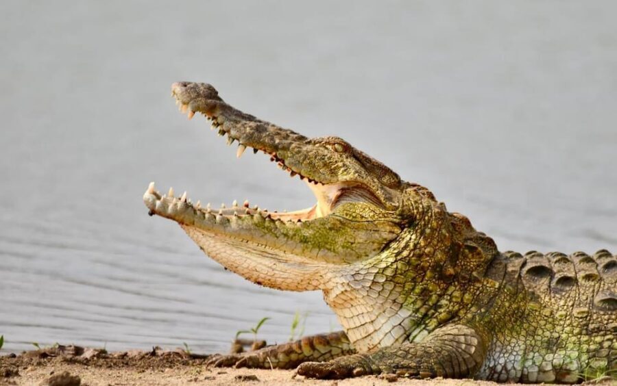 Udawalawe National Park: Safari with Experienced Driver - What’s Included vs Not Included: Avoid Surprise Spending