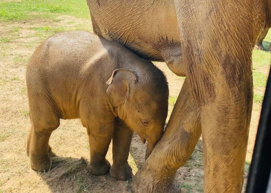 Udawalawe National Park: Safari with Experienced Driver - What to Bring (So You Don’t Spend the Safari Turning Around)