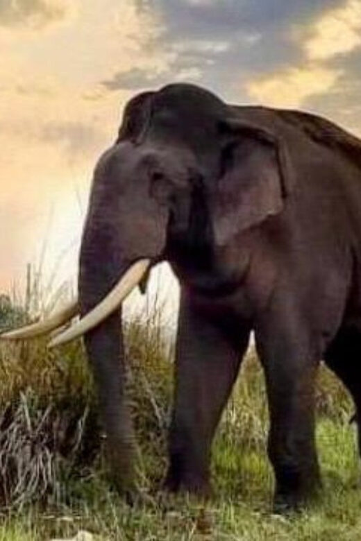 Udawalawe National Park: Safari with Experienced Driver - Rules and Suitability: Who This Works for