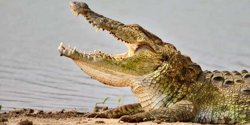Udawalawe National Park: Safari with Experienced Driver - The Guide Makes the Day: Why English Help Matters