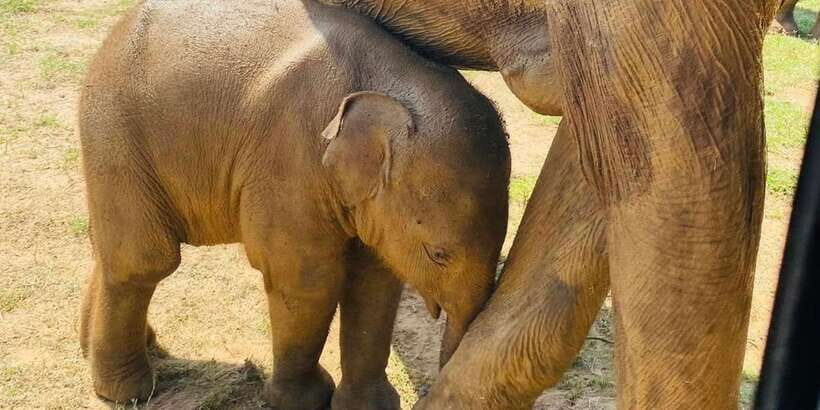 Udawalawe National Park: Safari with Experienced Driver - The Route Starts at Hotel Niwahana (and Why That Matters)