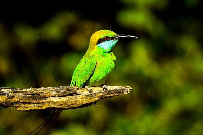 Udawalawe National Park Safari With Transfers From Colombo - Timing, group size, and what to expect day-of