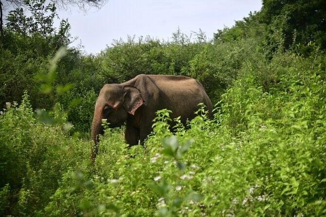 Udawalawe National Park Wildlife Safari Tours - Key highlights I’d circle before booking