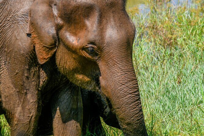 Udawalawe National Park Wildlife Safari Tours - Udawalawe National Park and the reservoir story behind it