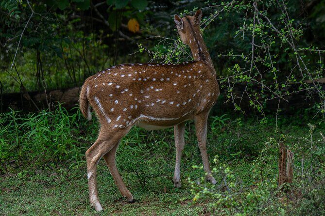Udawalawe National Park Wildlife Safari Tours - Meet your guide and see why the stories matter
