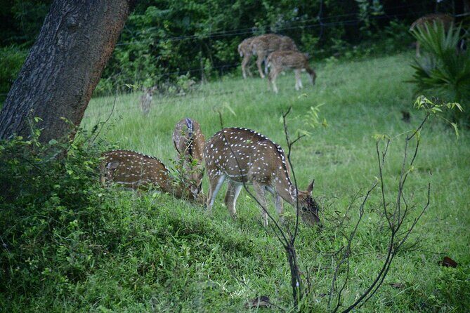 Udawalawe National Park Wildlife Safari Tours - What you’re likely to see: elephants and bird species