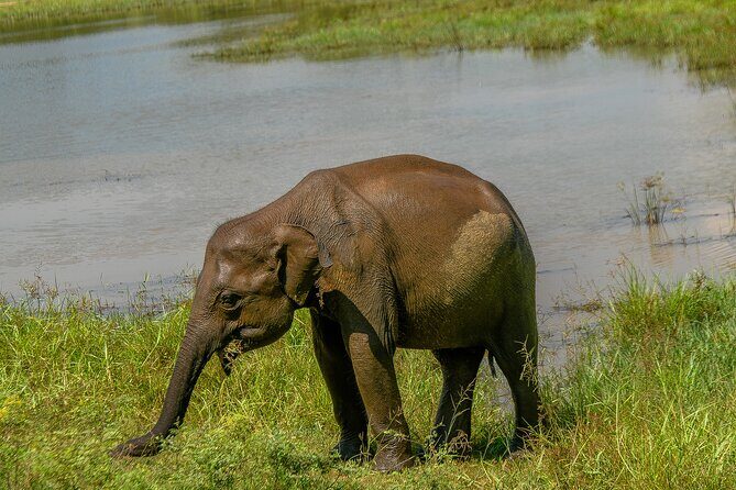 Udawalawe National Park Wildlife Safari Tours - Included essentials: jeep, bottled water, and a guide/driver