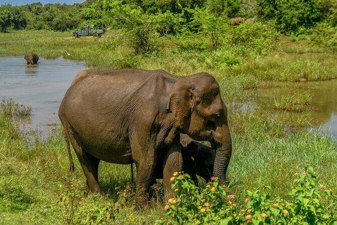 Udawalawe National Park Wildlife Safari Tours - Price and value: what $40 buys, and what to double-check