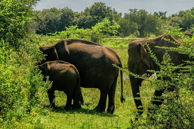 Udawalawe National Park Wildlife Safari Tours - Weather and how it affects your day on the ground