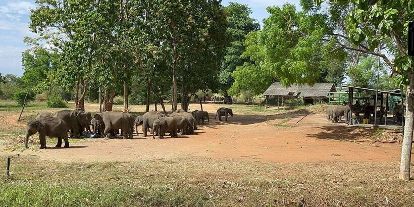 Udawalawe National park with Safari jeep & Entrance ticket - Udawalawe’s elephant focus: why this park feels different
