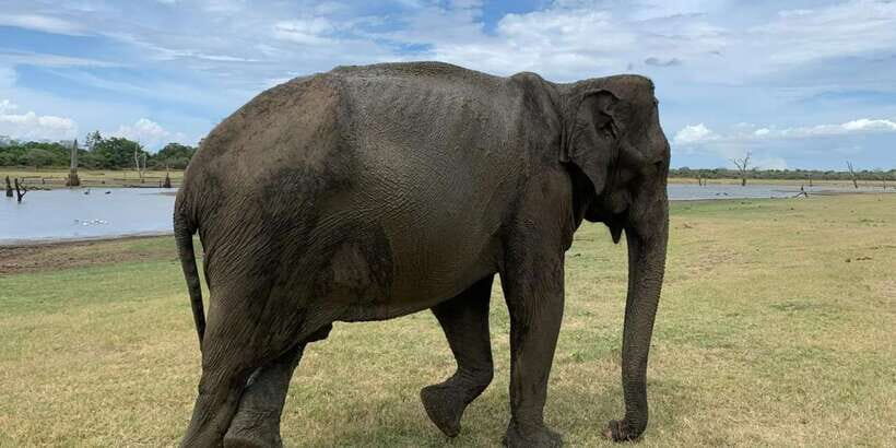 Udawalawe National park with Safari jeep & Entrance ticket - Value for money: is $95 per person a fair deal?