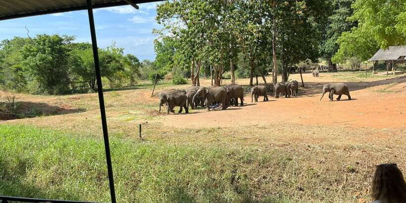 Udawalawe National park with Safari jeep & Entrance ticket - Inside Udawalawe: what that 3-hour safari block is built for