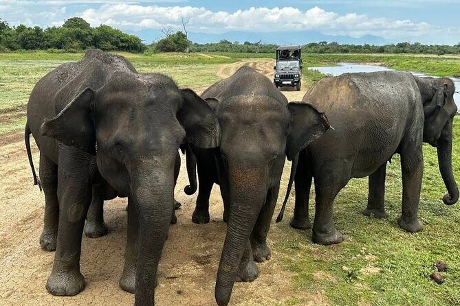Udawalawe Safari Adventure - Quick Takeaways