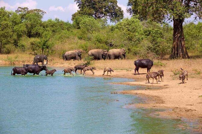 Udawalawe Safari Adventure - Price and logistics: how to think about the $18 tour fee vs park entrance