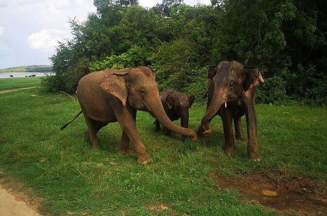 Udawalawe Safari Adventure - What you can realistically see: elephants, birds, buffalo, and surprise moments
