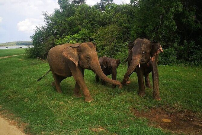 Udawalawe Safari Adventure - Guide matters: how Lahiru Prasad’s style improves the whole safari