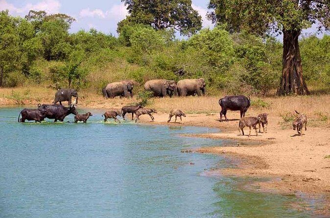 Udawalawe Safari Adventure - Practical tips for a smoother Udawalawe safari in Hambantota area